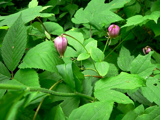 {Clematis viorna}